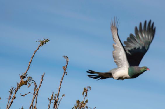 Marlborough Sounds wildlife