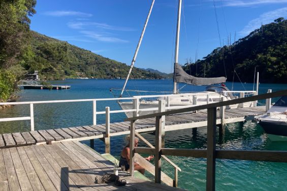 Clear water shoreline in the Marlborough Sounds