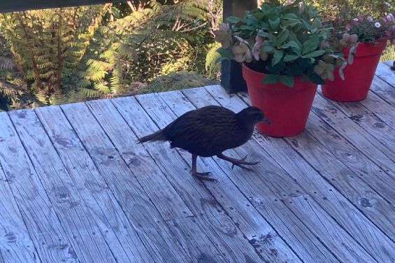 Bird on the deck at Portobello Bach Double Cove
